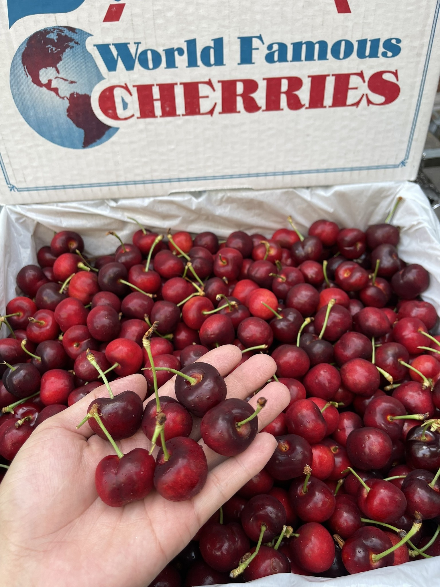 Cherry Mỹ Stemilt size 10