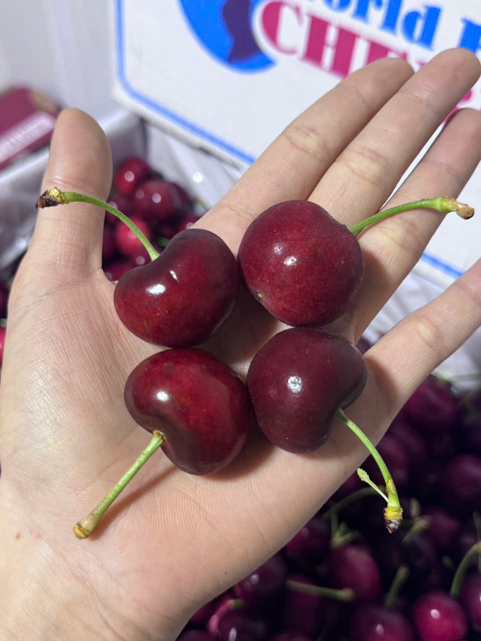 Cherry Mỹ Stemilt size 10