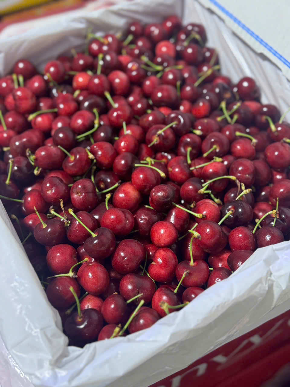 Cherry Mỹ Stemilt size 10