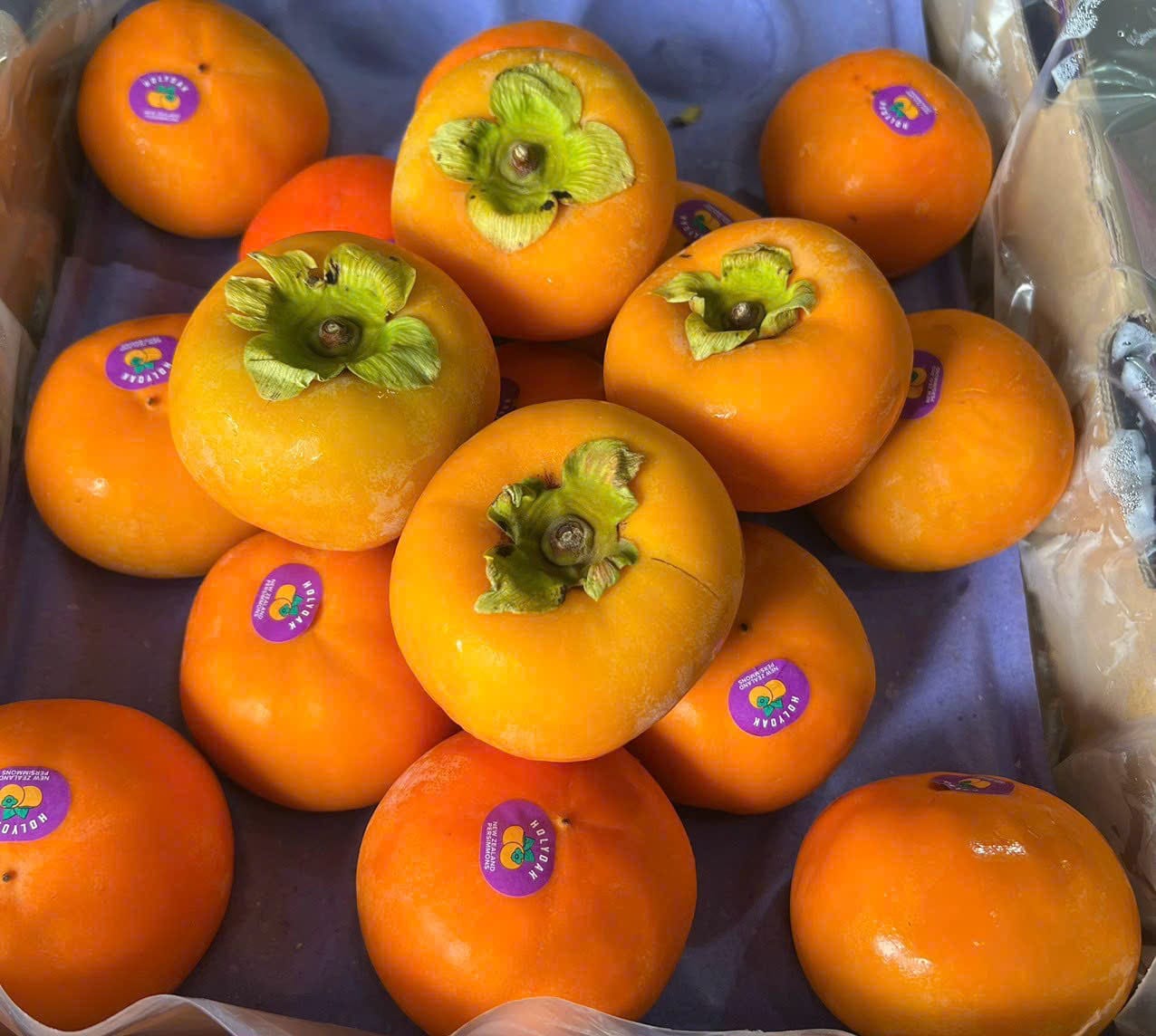 Hồng Giòn New Zealand