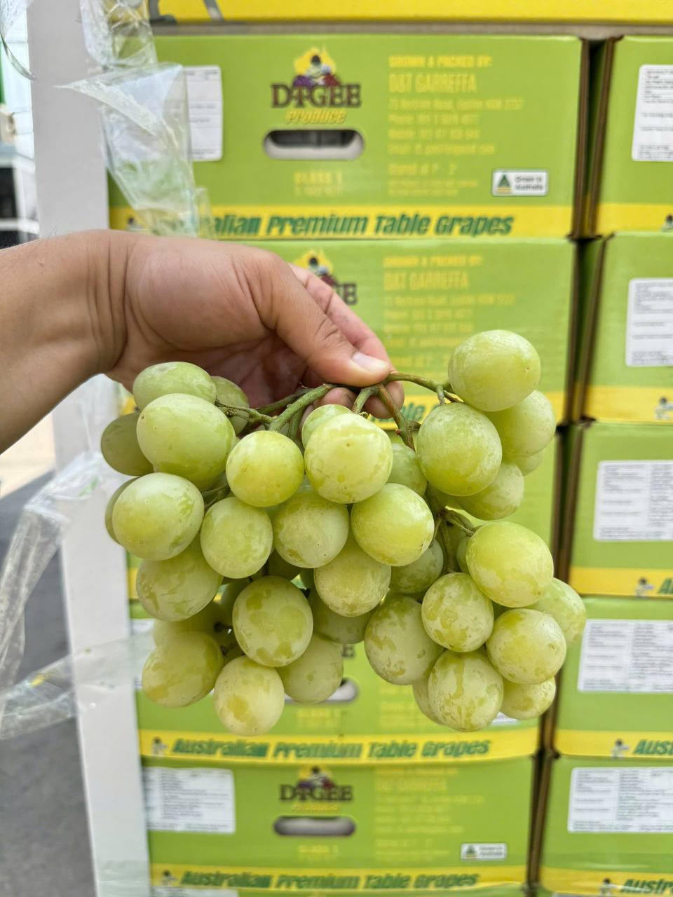 Nho Xanh Úc DTGEE Autumn Crisp 