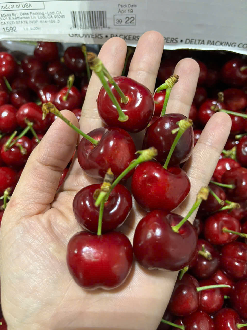 Cherry Mỹ ROYAL HAZEL Size 9.5