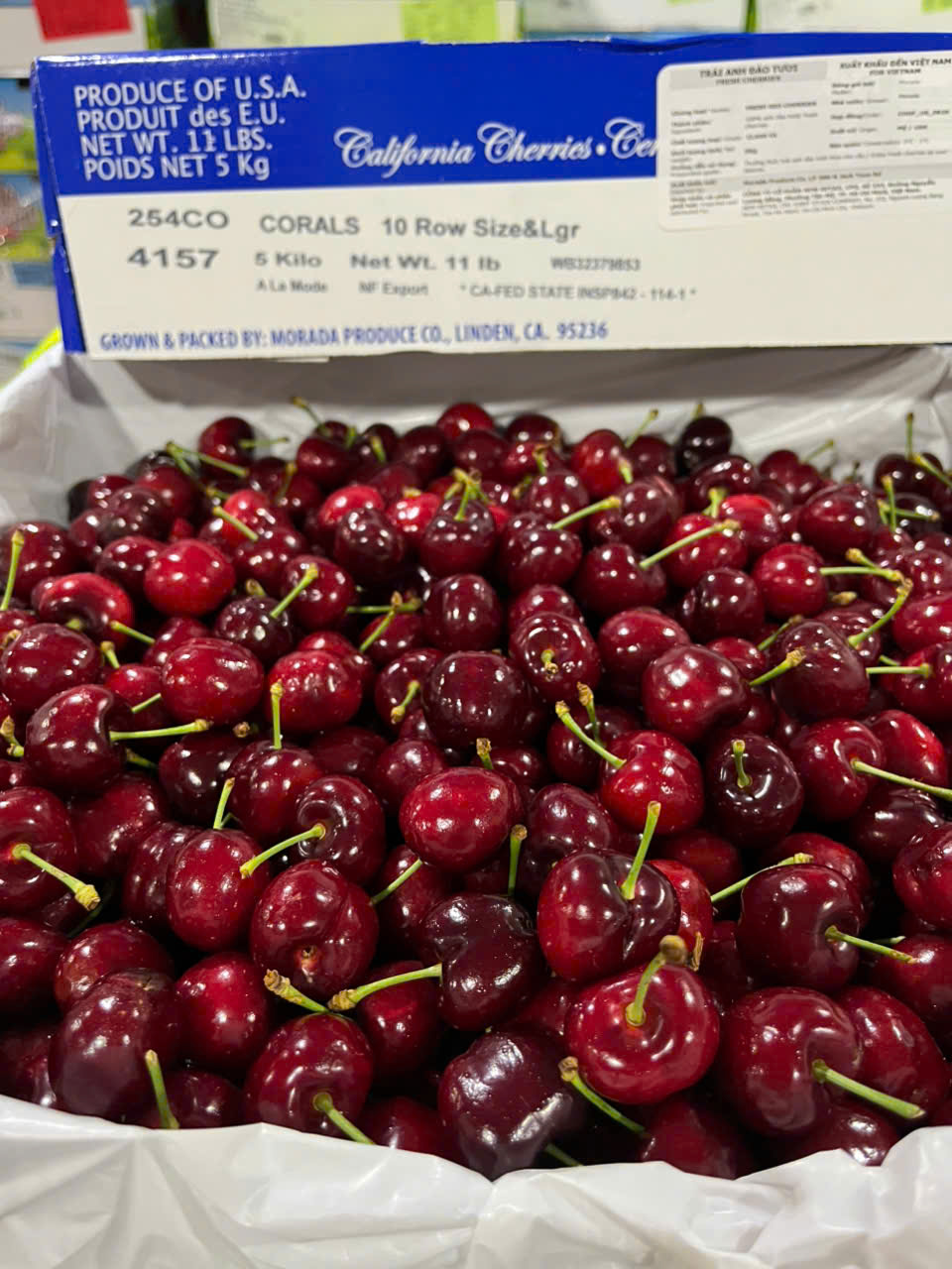 Cherry Mỹ ROYAL HAZEL Size 9.5