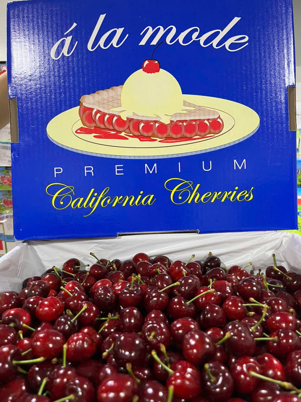 Cherry Mỹ ROYAL HAZEL Size 9.5