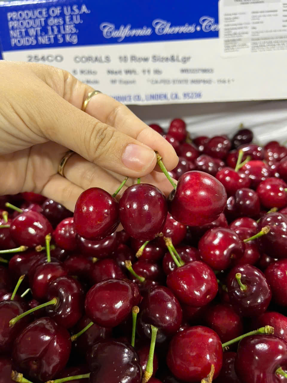 Cherry Mỹ ROYAL HAZEL Size 9.5