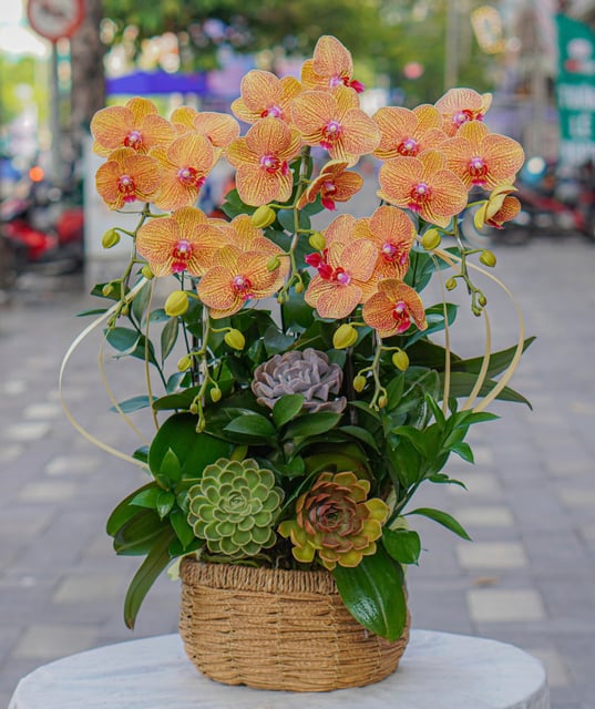Chậu Lan Hồ Điệp KG105