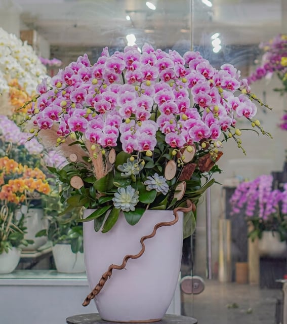 Chậu Lan Hồ Điệp KG104