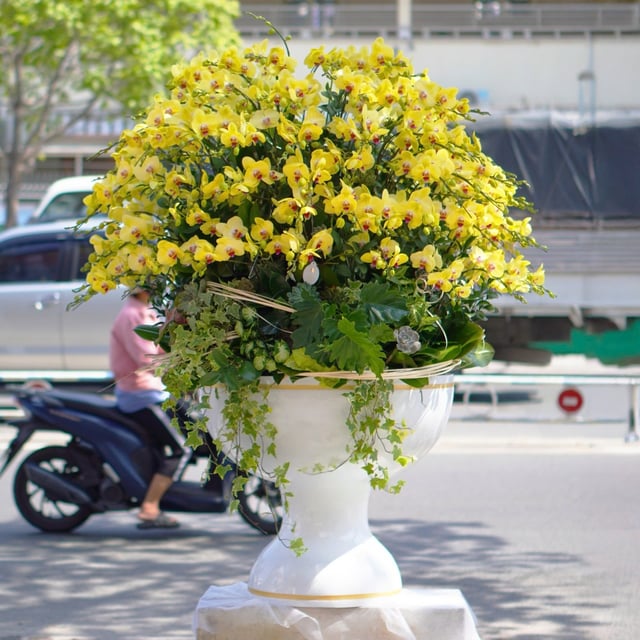Chậu Lan Hồ Điệp KG89