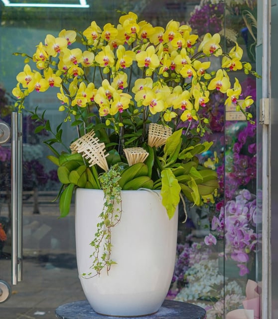 Chậu Lan Hồ Điệp KG86