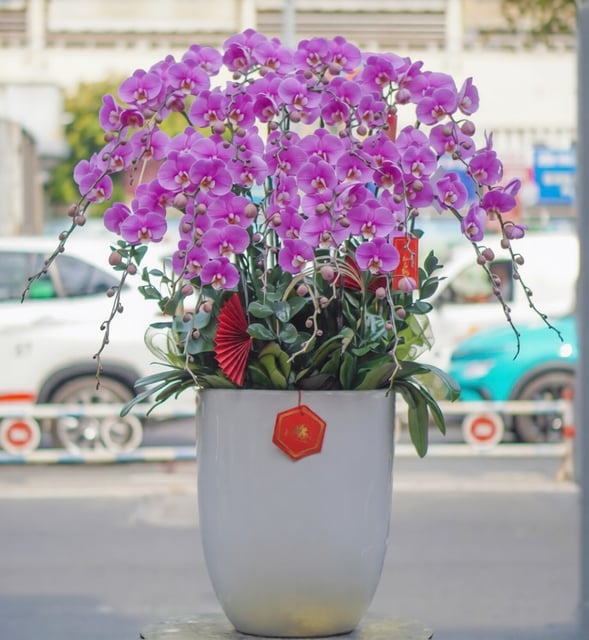 Chậu Lan Hồ Điệp KG99