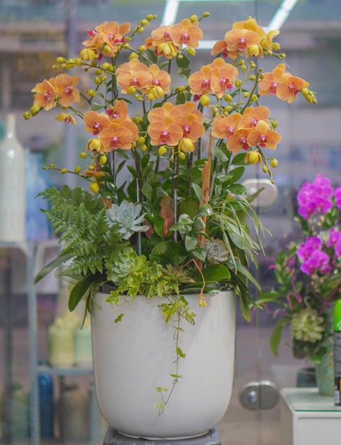 Chậu Lan Hồ Điệp KG77