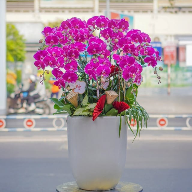 Chậu Lan Hồ Điệp KG96