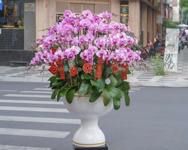 Chậu Lan Hồ Điệp KG95