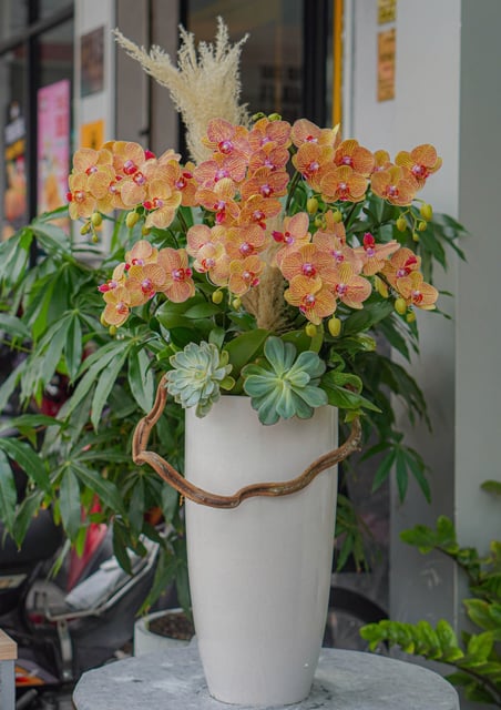 Chậu Lan Hồ Điệp KG85