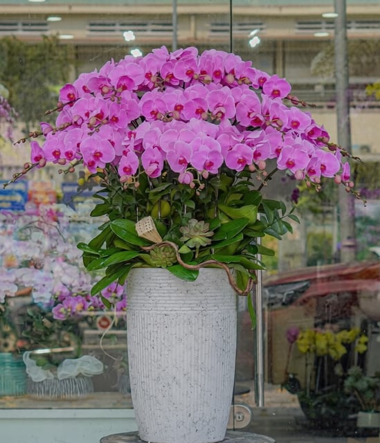 Chậu Lan Hồ Điệp KG103