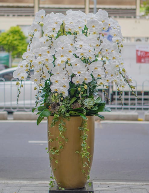 Chậu Lan Hồ Điệp KG76