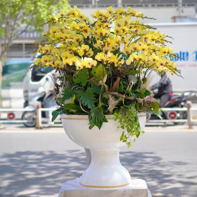 Chậu Lan Hồ Điệp KG90