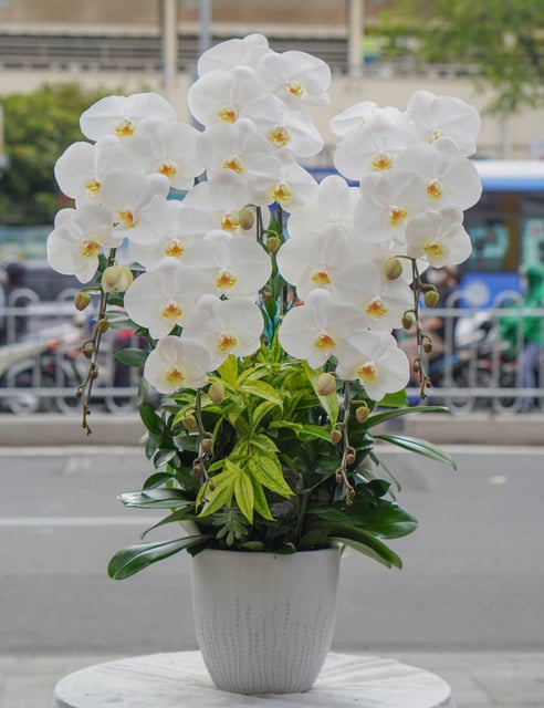 Chậu Lan Hồ Điệp KG83
