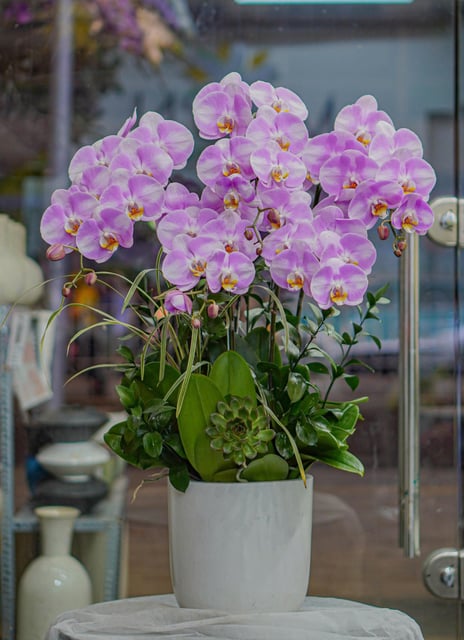 Chậu Lan Hồ Điệp KG79