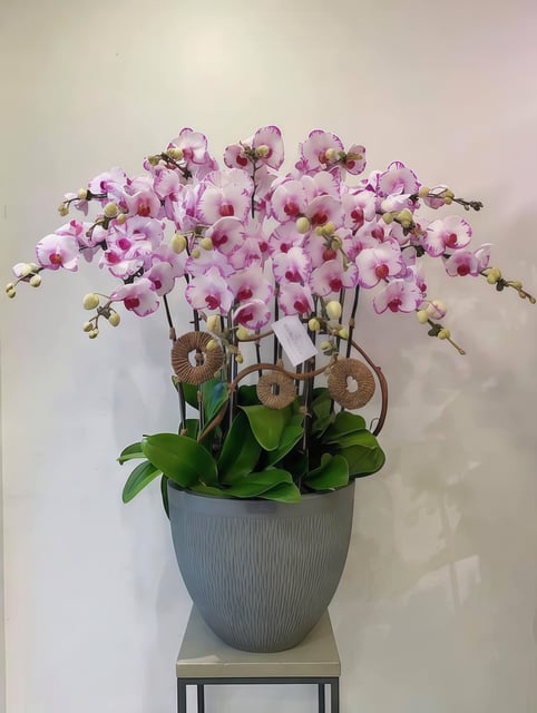Chậu Lan Hồ Điệp KG78