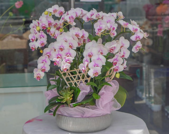 Chậu Lan Hồ Điệp KG68