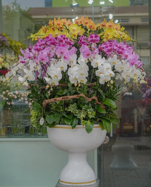 Chậu Lan Hồ Điệp KG100