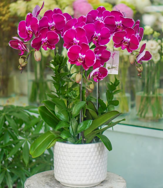 Chậu Lan Hồ Điệp KG106