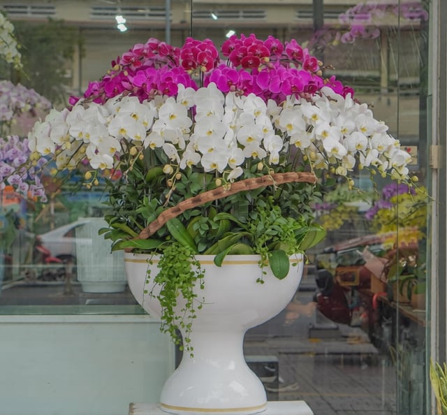Chậu Lan Hồ Điệp KG102