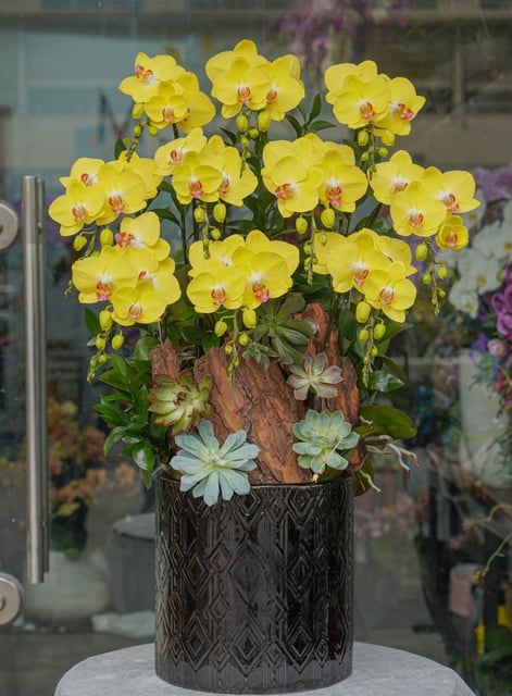 Chậu Lan Hồ Điệp KG84