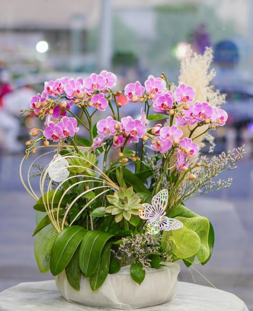 Chậu Lan Hồ Điệp KG88