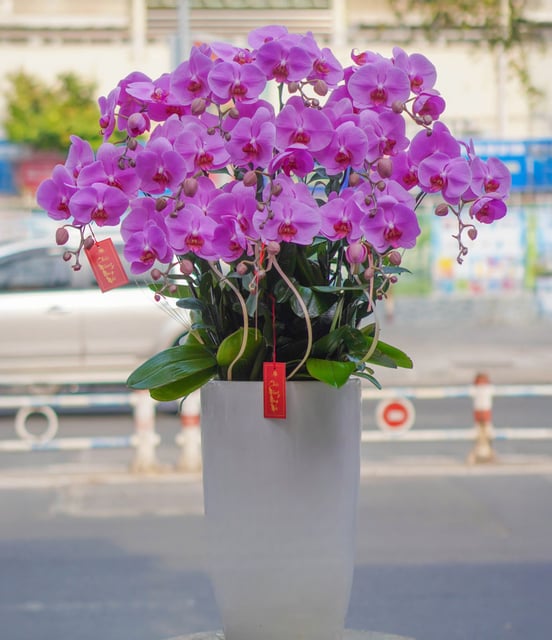 Chậu Lan Hồ Điệp KG98