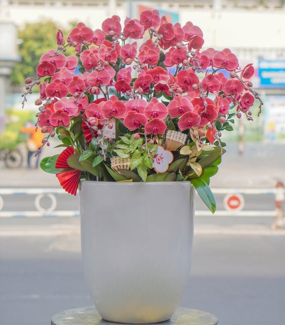 Chậu Lan Hồ Điệp KG97