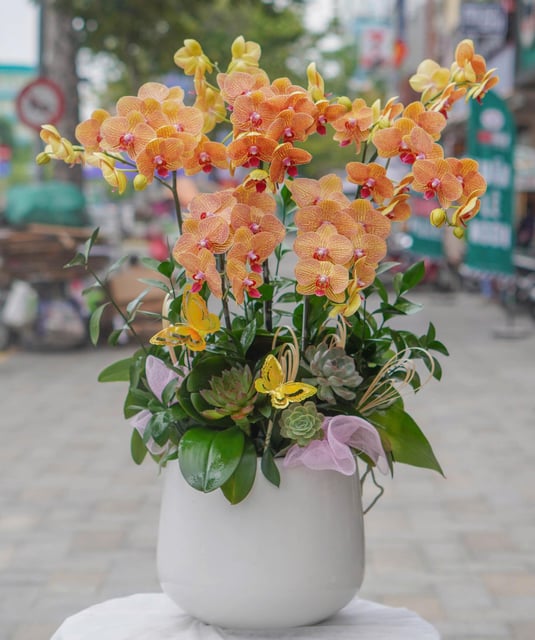 Chậu Lan Hồ Điệp KG73