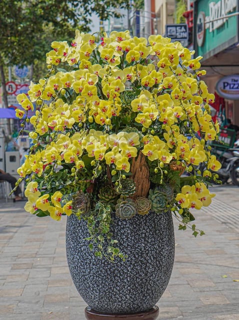 Chậu Lan Hồ Điệp KG82