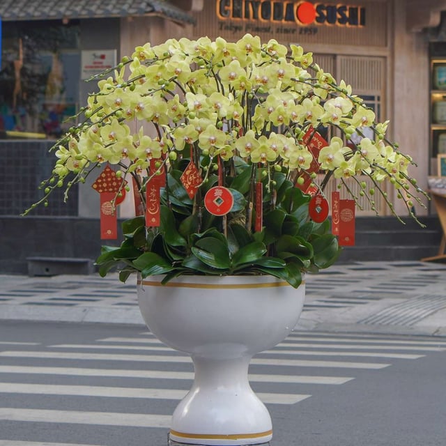 Chậu Lan Hồ Điệp KG93