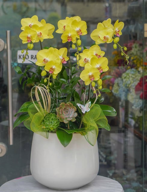 Chậu Lan Hồ Điệp KG72