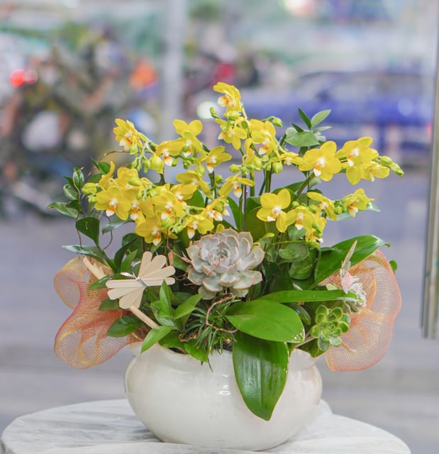 Chậu Lan Hồ Điệp KG87