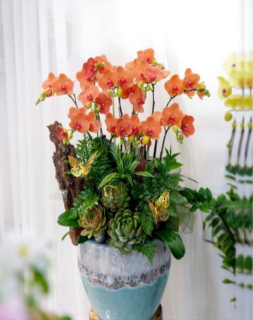 Chậu Lan Hồ Điệp KG131