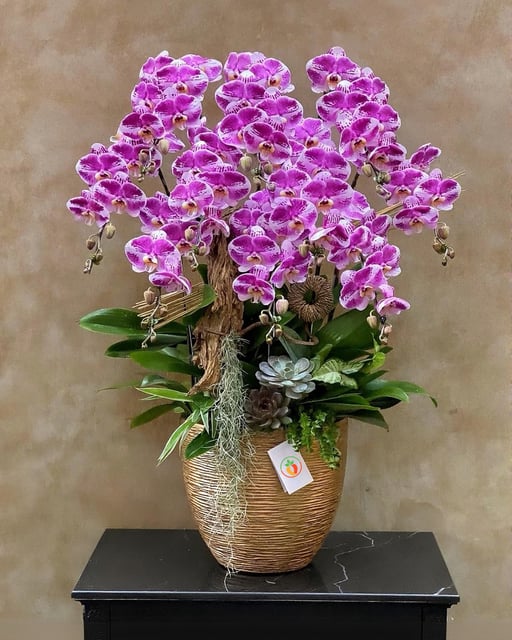 Chậu Lan Hồ Điệp KG141