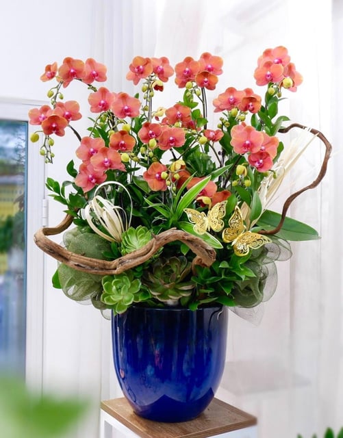 Chậu Lan Hồ Điệp KG132