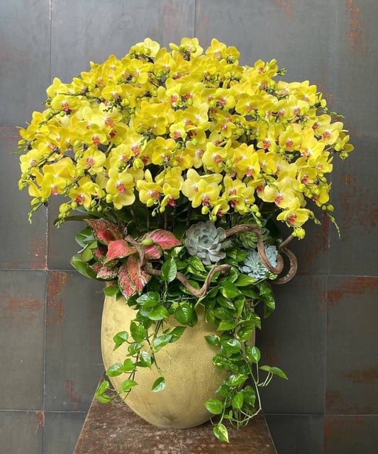 Chậu Lan Hồ Điệp KG115