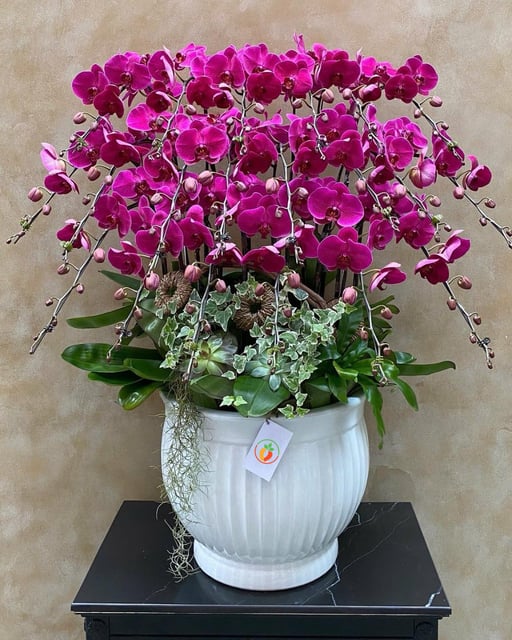 Chậu Lan Hồ Điệp KG116