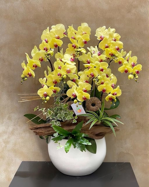 Chậu Lan Hồ Điệp KG151