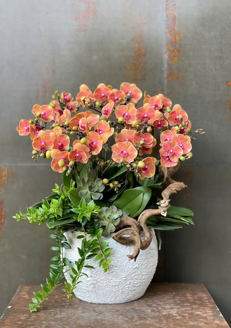 Chậu Lan Hồ Điệp KG128