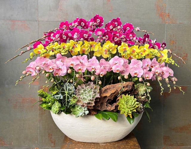 Chậu Lan Hồ Điệp KG164