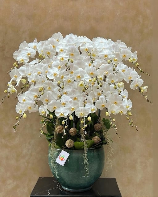 Chậu Lan Hồ Điệp KG152