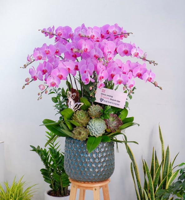 Chậu Lan Hồ Điệp KG133