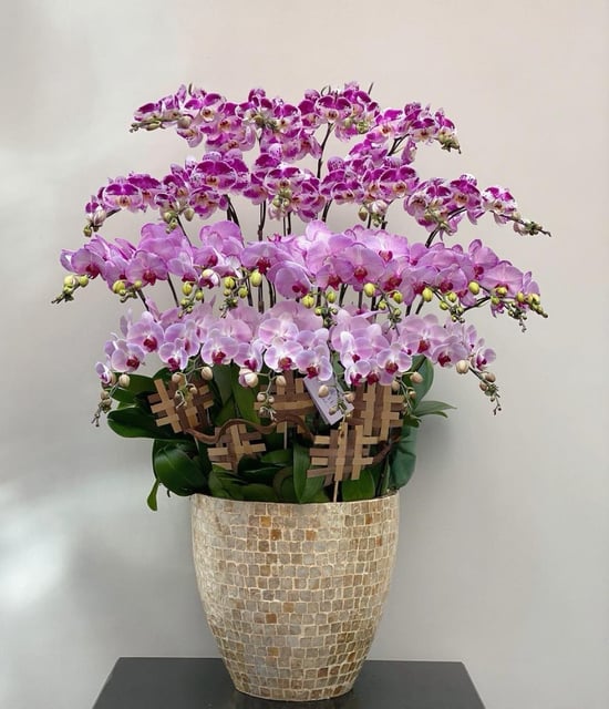 Chậu Lan Hồ Điệp KG118