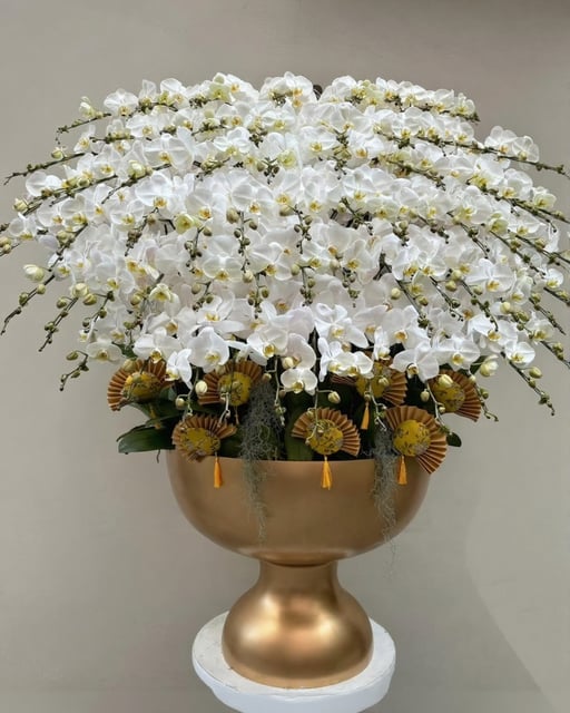 Chậu Lan Hồ Điệp KG150