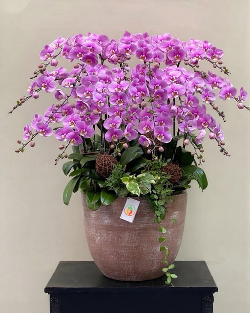 Chậu Lan Hồ Điệp KG137